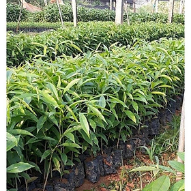 Mua COMBO 5 CÂY GIỐNG TRẦM HƯƠNG CÂY GIỐNG GIÓ BẦU (cây khoẻ mạnh mang lại hiệu quả kinh tế cao)