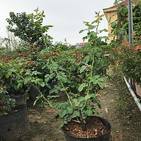 Mua Chậu cây hoa hồng leo ngoại Red Eden