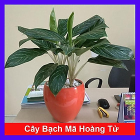 Hình ảnh Cây Bạch Mã Hoàng Tử - cây cảnh để trong nhà + Tặng phân bón cho cây mau lớn