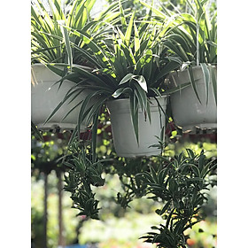Cây cỏ nhện chậu treo vườn xanh