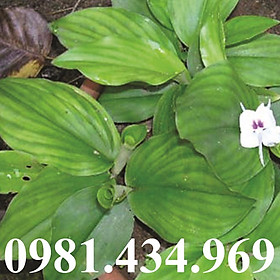 Mua Địa Liền Tươi 01kg sp1 Loại 01