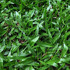 Hạt giống cỏ lá Gừng - cỏ lá Tre - 100 hạt 1 gói
