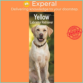 Sách - Yellow Labrador  Slim Calendar 2024  Dog Breed Slimline Calendar - 12 Month by  (UK edition, paperback)