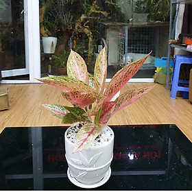 Thịnh Vượng