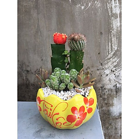 Cây sen đá mix xương rồng