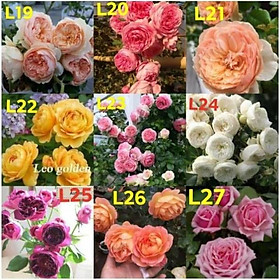 Com bo 10 cây hoa hồng leo các màu
