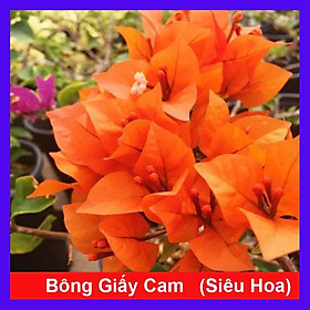 Cây Bông Giấy Cam - cây cảnh vườn + tặng phân bón cho cây