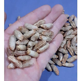 Mua 100 gram hạt giống chà là trung đông