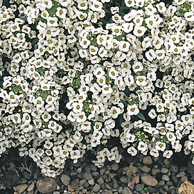  Hạt giống hoa ngàn sao trắng (50 hạt) bao đẹp