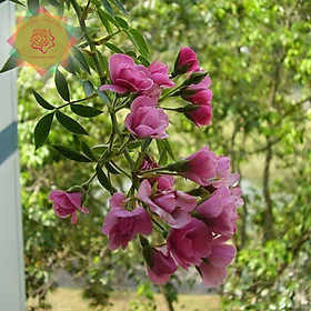 Mua Cây hoa hồng ngoại Mac Spice tím hồng (Leo) - Hoa hồng Thăng Long Flower