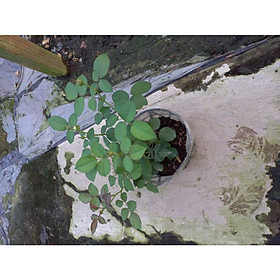 Hoa hồng vàng kim cương, hồng ngoại, hồng bụi, thân gỗ