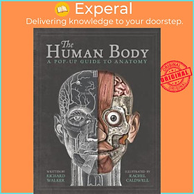 Hình ảnh Sách - The Human Body : A Pop-Up Guide to Anatomy by Richard Walker (UK edition, paperback)