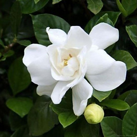 Mua Cây hoa dành dành cánh kép