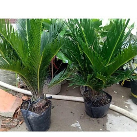 Mua TRỒNG LÀ ĐẸP CÂY VẠN TUẾ - CÂY ĐUÔI NGỰA  CÂY PHONG THỦY  BIỂU TƯỢNG CỦA SỰ UY NGHI  KIÊN TRÌ  TRƯỜNG THỌ VĨNH HẰNG