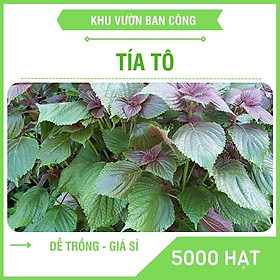 Mua Hạt Giống Rau Tía Tô Nghĩa Lâm Cao Sản Quy Cách Đóng Gói 5000-1500-100 Hạt - Khu Vườn Ban Công