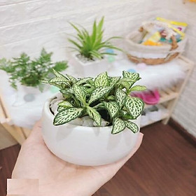 Cây Cẩm Nhung Xanh Mini Chậu Sứ Để Bàn Tặng Kèm Sỏi Trang Trí
