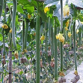 Hạt giống Mướp Hương Siêu Dài 2m thái lan