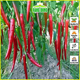 Mua Hạt giống Ớt Chỉ Địa Lai F1  Kháng Bệnh Tốt  Trồng Quanh Năm (gói 0 1 gram) - Hạt Giống Rạng Đông