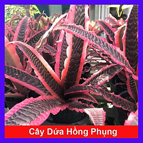 Mua Cây Dứa Hồng Phụng - cây cảnh để trong nhà - tặng phân bón cho cây mau lớn