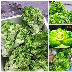 Mua Hạt giống rau cải mầm đá sapa dể trồng f1-1 gói 2 gram--tặng kèm gói phân bón lót