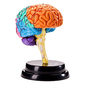 Human Brain Model  for Student Learning Education Display Science