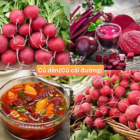 Mua Hạt giống củ dền ( củ cải đường ) gói 500 hạt siêu dễ trồng kháng bệnh tốt năng suất cao cửa hàng hạt giống uy tín