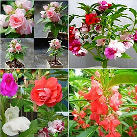Mua Hạt giống hoa móng tay kép nhiều màu - 1 gói 50 hạt