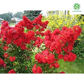 Mua Cây tường vi lá xanh hoa đỏ giống (ảnh thật số 2).