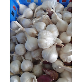 Mua Củ Tỏi nhí quê Em