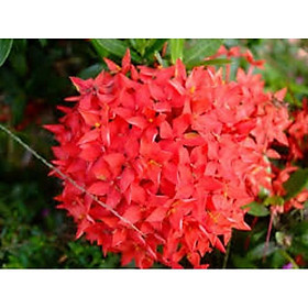 Hoa mẫu đơn đỏ hồng mỹ -bầu cây lớn đang hoa