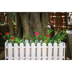 Chậu Trồng Cây Hàng Rào TH Garden - Size To 47x22x17cm - Hàng Loại 1 Dày, Bóng Đẹp - Chậu Nhựa Trồng Hoa Composite
