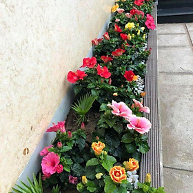 Mua Com bo 10 cây giống hoa dâm bụt mix mau