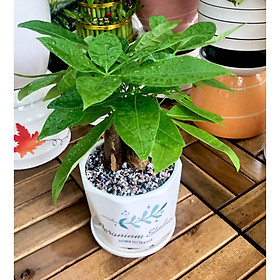 Mua Chậu sứ cây Kim Ngân 3 thân tặng kèm đá trang trí
