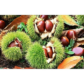 CÂY GIỐNG CÂY HẠT DẺ TRÙNG KHÁNH cây đẹp giống chuẩn