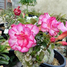Mua CÂY HOA SỨ THÁI CÁNH KÉP BÌNH LONG - BẢO HÀNH MẶT HOA KÉP Y ẢNH