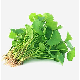 Mua Hạt giống rau má là to năng xuất cao dể trồng f1 - 1 gói 1gram
