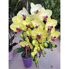 Mua { SALE MẠNH } Lan hồ điệp đại sẵn 2 ngồng nụ