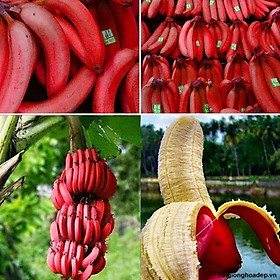 Cây giống chuối tiêu đỏ cây mô F1