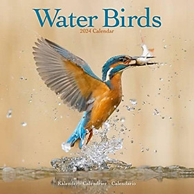 Sách - Waterbirds Calendar 2024  Square Birds Wall Calendar - 16 Month by  (UK edition, paperback)