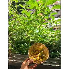Mua 20 hạt giống Thù Lù  Tầm Bóp  Cà chua Lồng đèn (Giống Organic của Việt Nam)