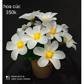 Hoa cúc trắng 