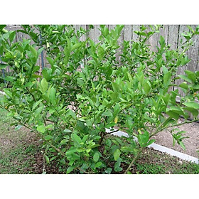 Mua Chanh ăn lá - Cây trong bầu khỏe mạnh