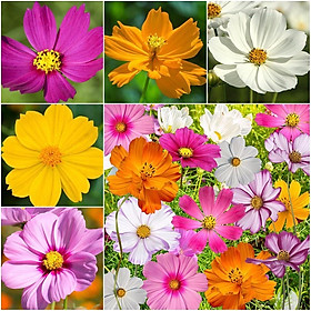 Mua Hạt giống hoa cúc sao nháy nhiều màu hạt giống chất lượng cao - 1 gói 100 hạt