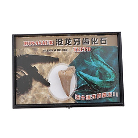 Dinosaur Mosasaur Tooth Fossils Collection School Biology Teaching Aids Tool