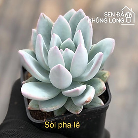 Mua Sen đá Sỏi Pha Lê - pachyveria powder puff