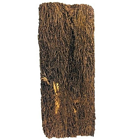 Dớn Bảng, Dến Trồng Lan Từ Rễ Cây Dương Xỉ - Hàng chuẩn loại 1