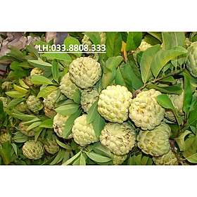 CÂY GIỐNG NA DAI -  CHẤT LƯỢNG CÂY GIỐNG CAO