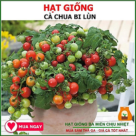 Mua Hạt giống Rau củ quả trồng chậu  rau ăn lá  dây leo trồng quanh năm  nảy mầm tốt - Hạt giống Rạng Đông