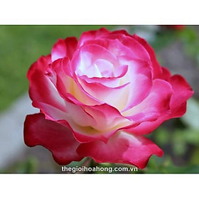 COMBO 10 GỐC HỒNG NGOẠI HOA TO CÁNH DÀY - ĐỦ MÀU