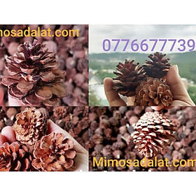 Mua Quả Thông Đà Lạt loại nhỏ 1kg - quả thông không vỡ cánh   quả thông khô mới